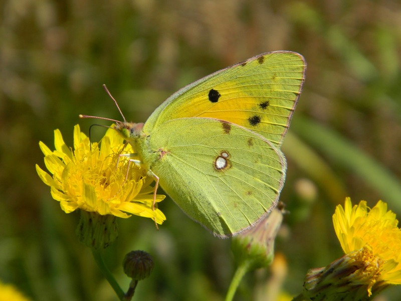 Colias croceus? - S, femmina